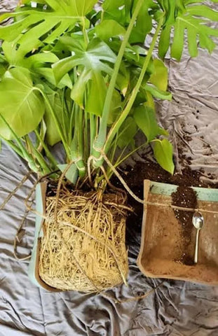 Pot-bound Roots of Swiss Cheese Plant