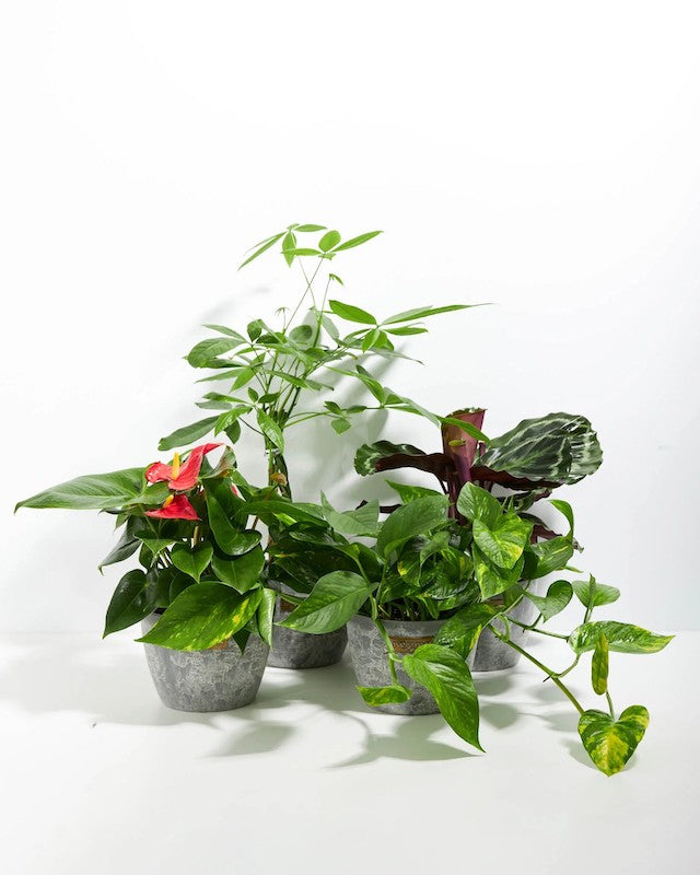 Prayer Plant Care, Presentation & Buying Guide
