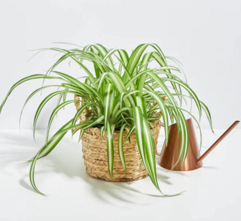 Prevention of Spider Plant Common Problems