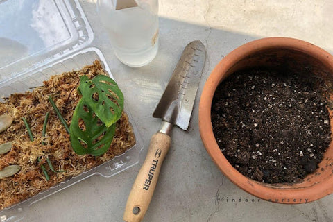 Propagate Swiss Cheese in Soil