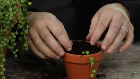 Propagating String of Pearls in Soil