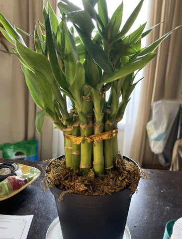 Repotting a Lucky Bamboo