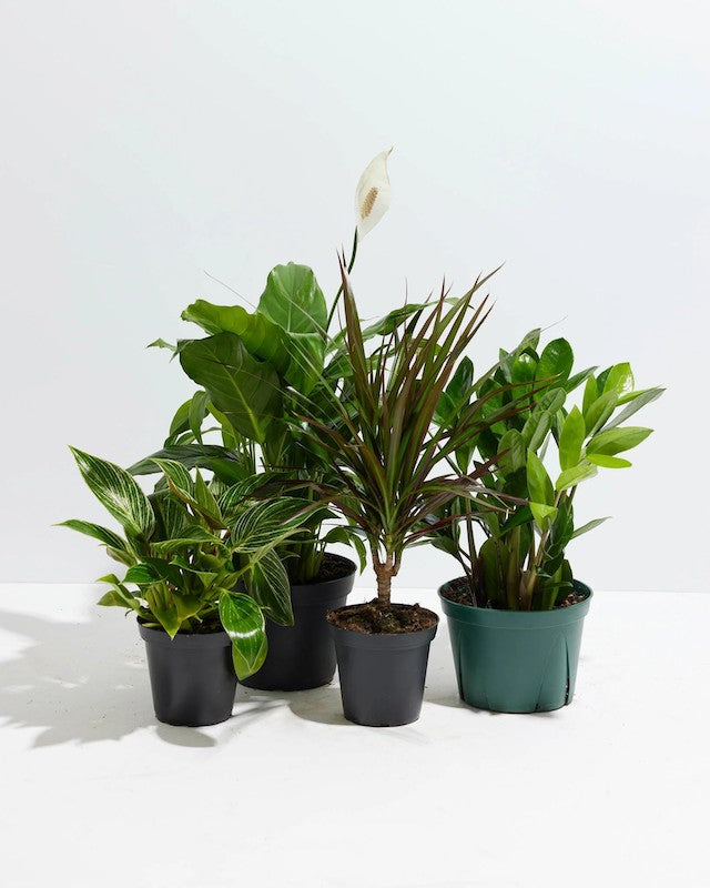 Small indoor plants buying guide