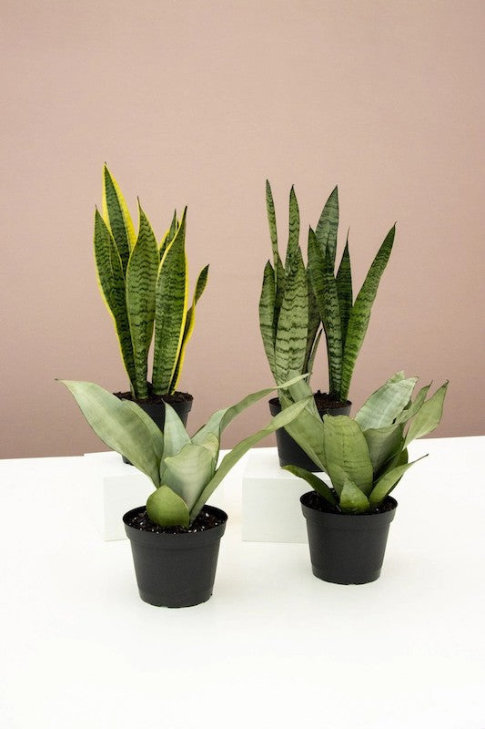 Snake Plant Range