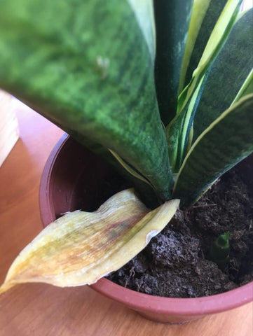 Snake Plant Repotting Troubleshooting Issues