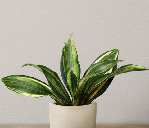 Snake Plant