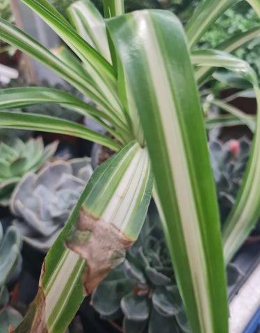 Spider Plant Brown Tips