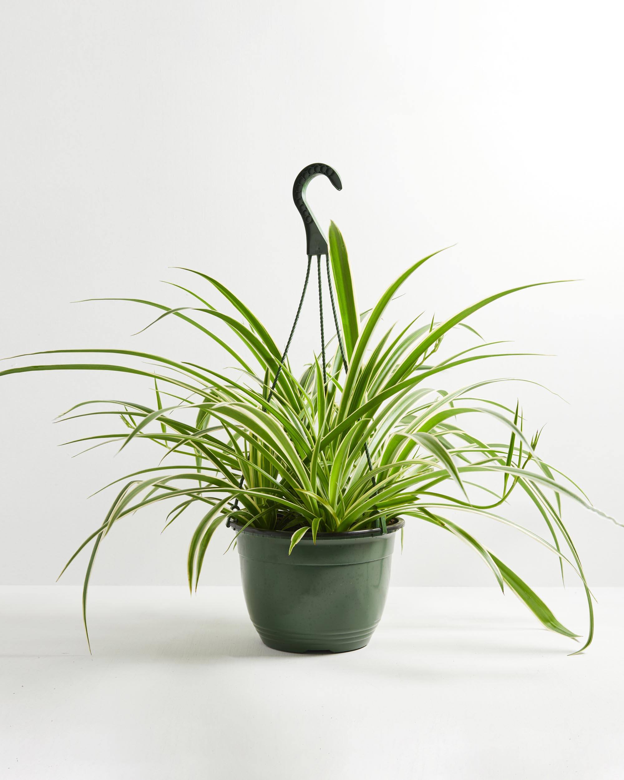 Keep Your Spider Plant Alive: Light, Water & Care Instructions