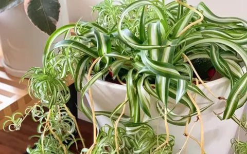 Spider Plant Leaves Curling