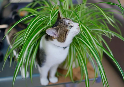 Spider Plant Toxic to Cats