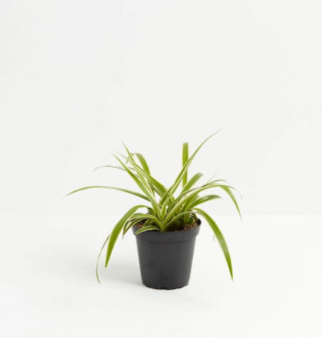 Spider Plant