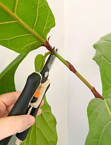 Steps to Prune a Fiddle Leaf Fig