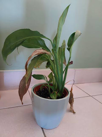 Underwatered Peace Lily