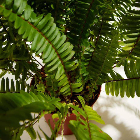 What Is a Boston Fern