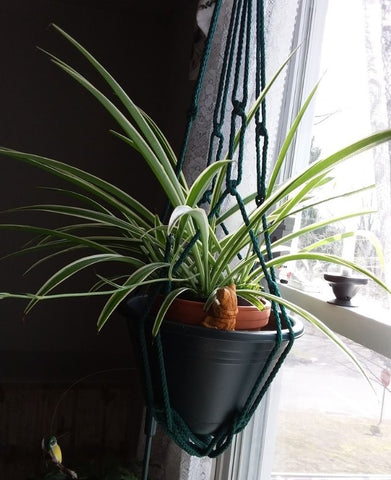 What Is a Spider Plant
