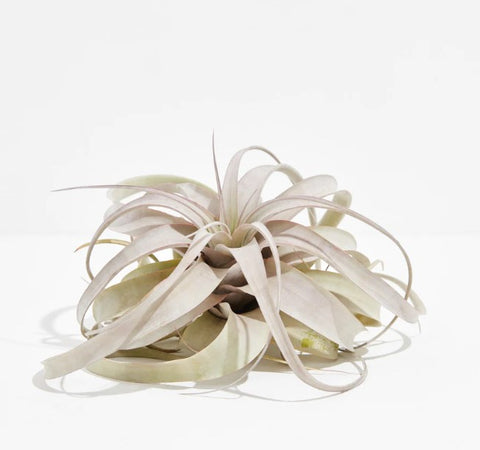 What Is an Air Plant