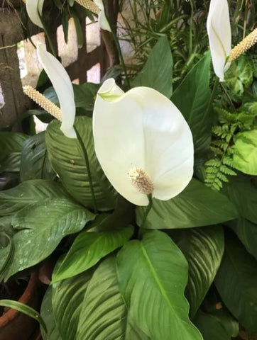 What Is the Meaning of Peace Lily