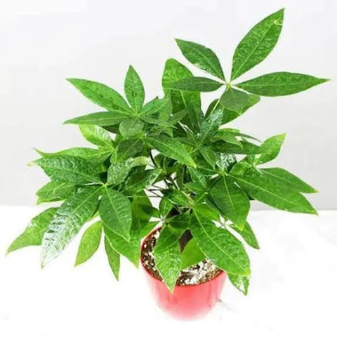 When to Repot a Money Tree