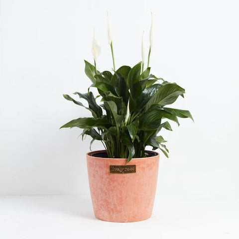 When to Repot a Peace Lily Plant
