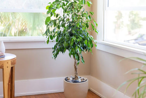 Where to Place a Money Tree for Good Feng Shui