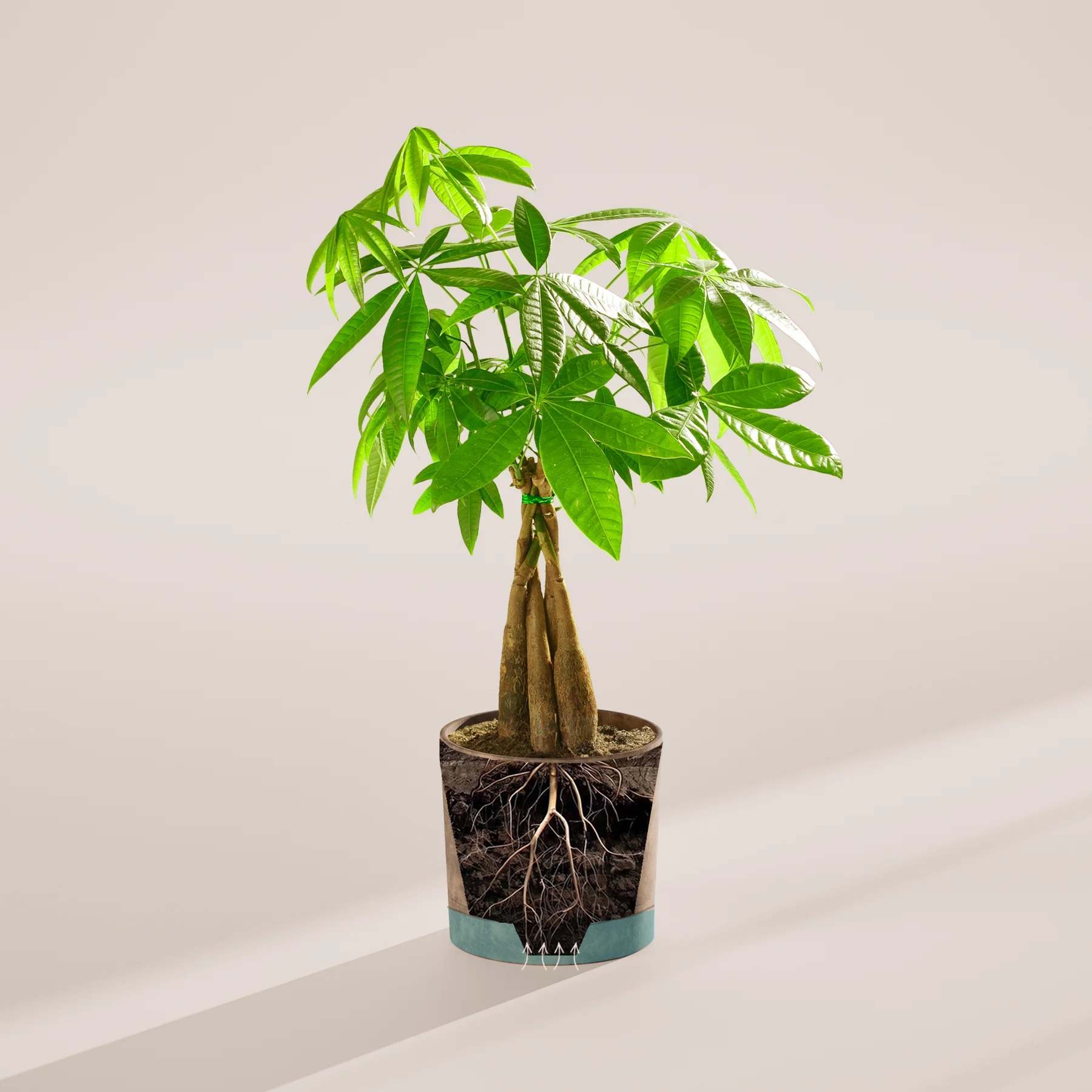 Which Plants Do Best in Self-Watering Pots
