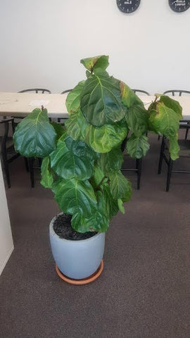 Why Are My Fiddle Leaf Fig Leaves Drooping