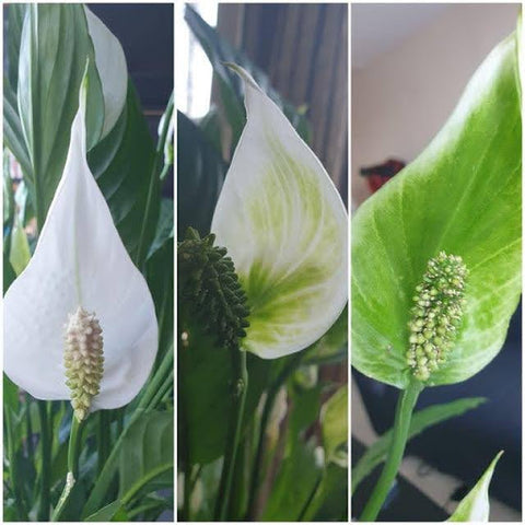 Why Are My Lily Flowers Turning Green