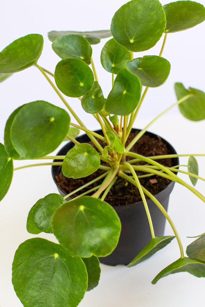 What Is a Chinese Money Plant