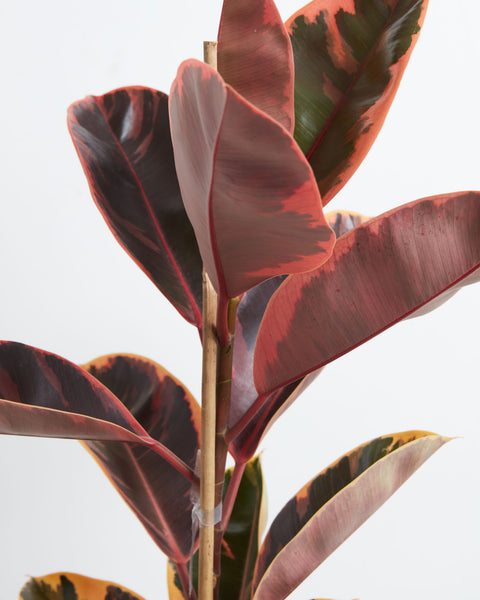 Ficus Ruby Rubber Tree