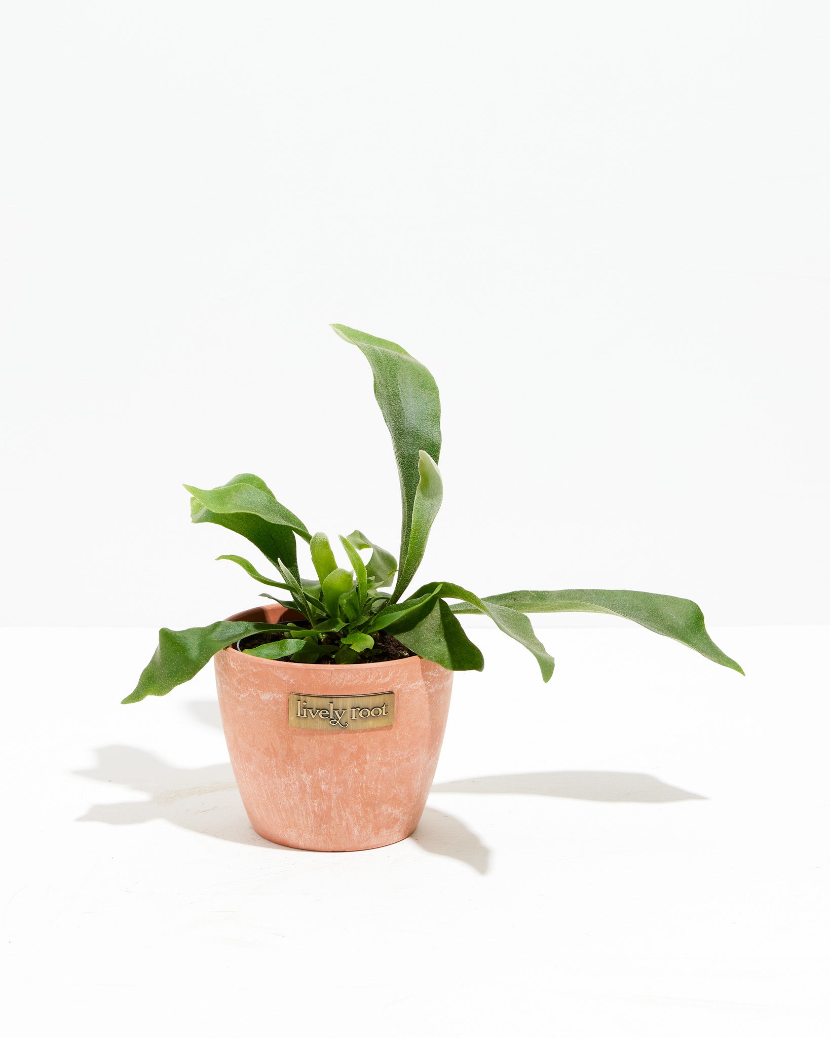 pl staghorn 4IN po lr chai 1 1