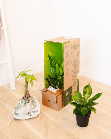 Friendship Plant Gift | Winni.in