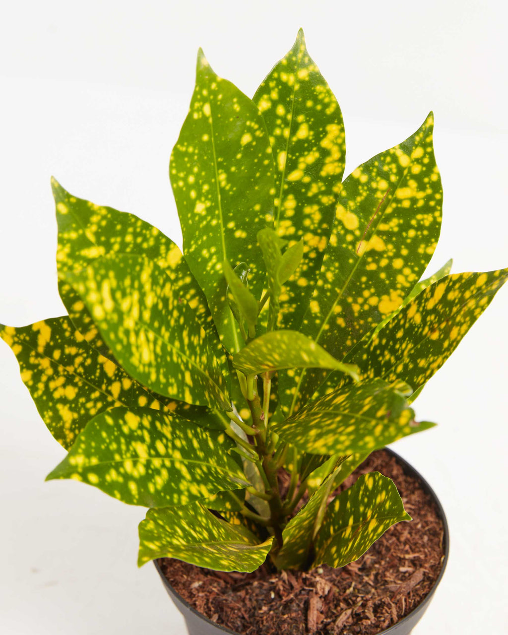 Croton Gold | Tropical | Lively Root