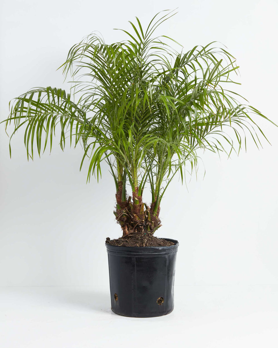 Pygmy Date Palm Tree