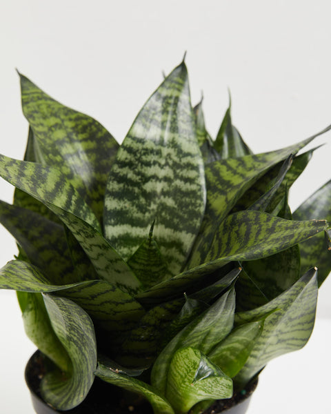 do snake plant bear flowers