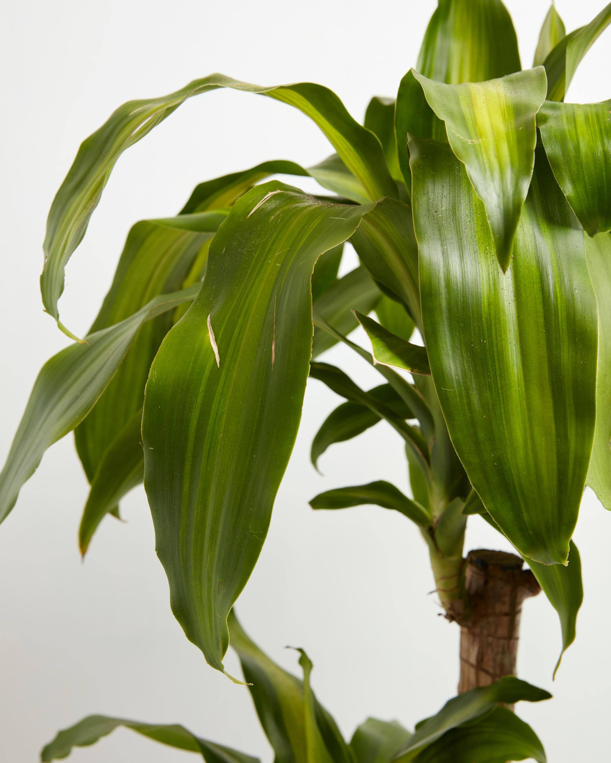 Cane Massangeana Dragon Plant (Dracaena)