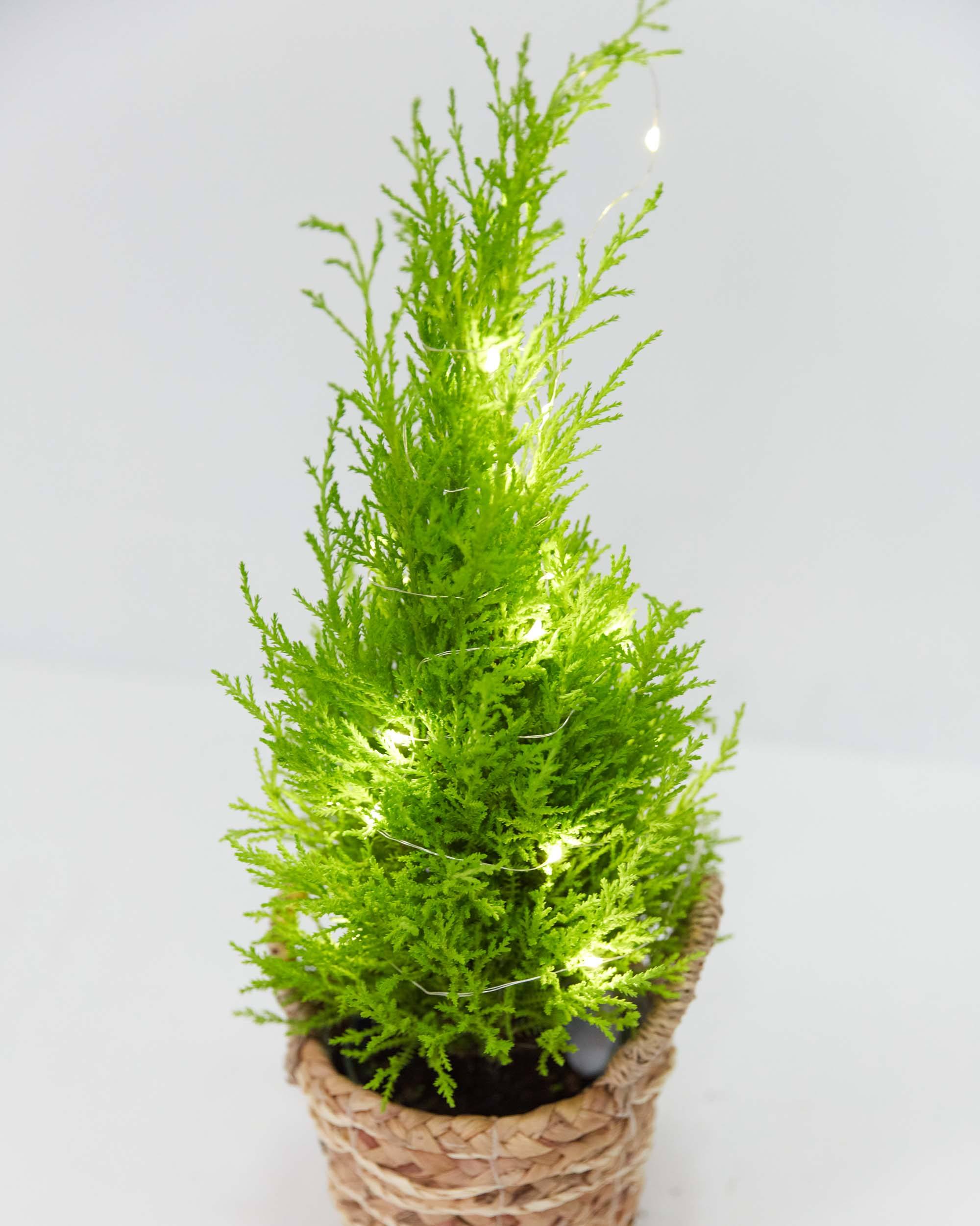 LemonCypresswhite 4 DTL ff3d59dc 1501 4e8b 9bac a0a92b96cd47