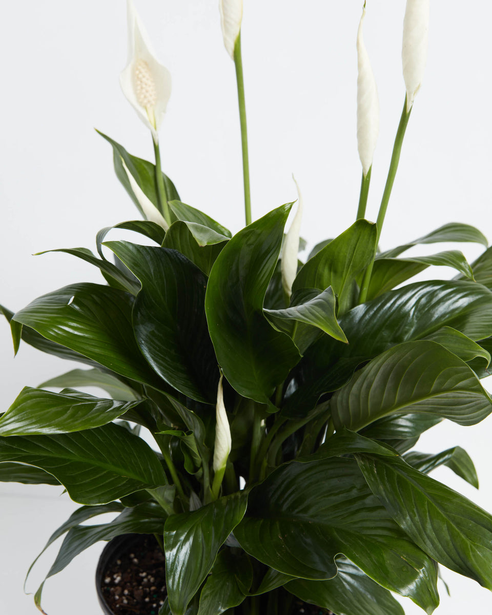 Peace Lily Plant (Spathiphyllum)