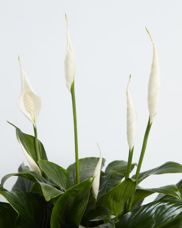 Peace Lily for Delivery | House Plants | Lively Root