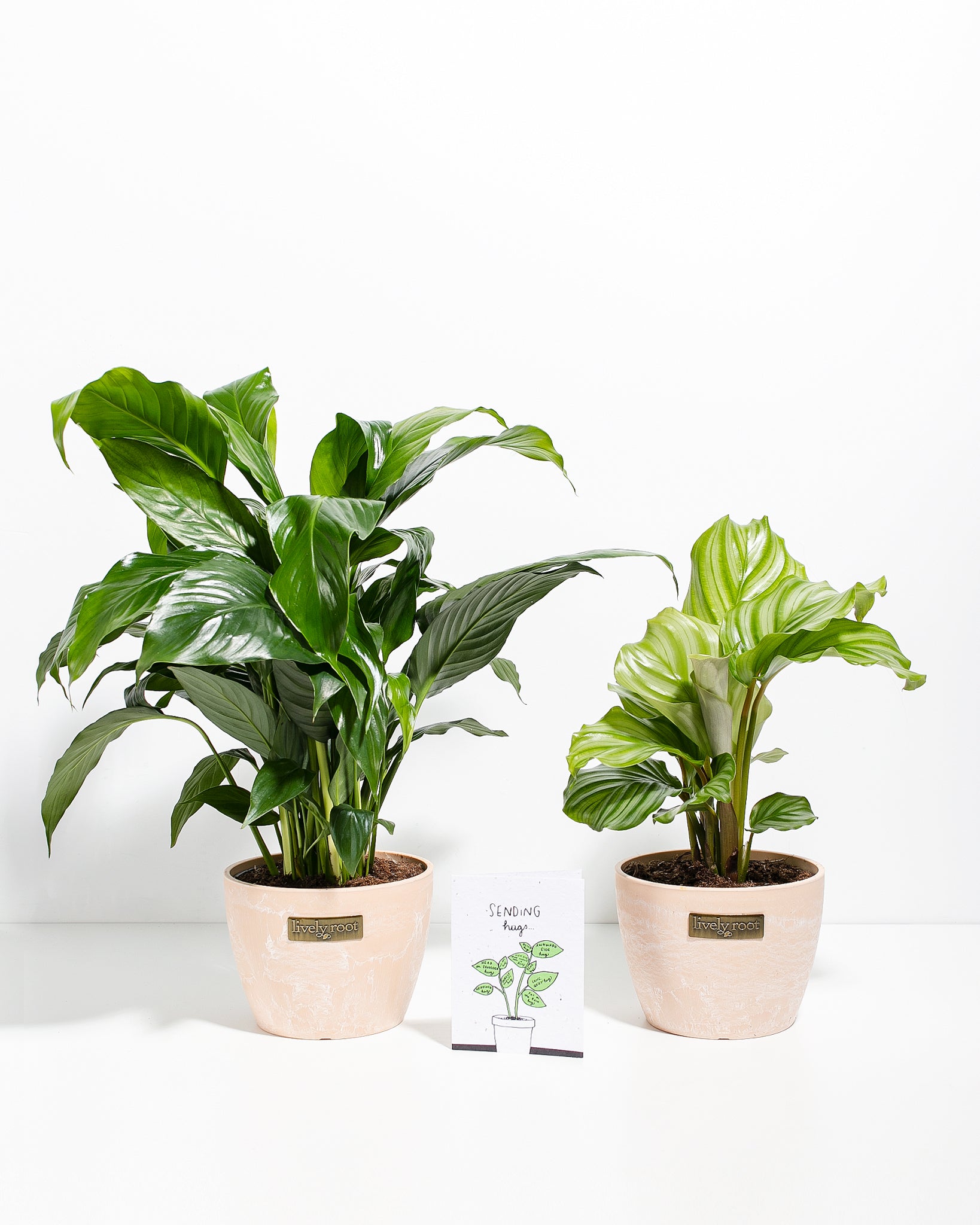 Pl 6in Peace lily CalatheaOrbifolia Sending Hug Card Maca 01
