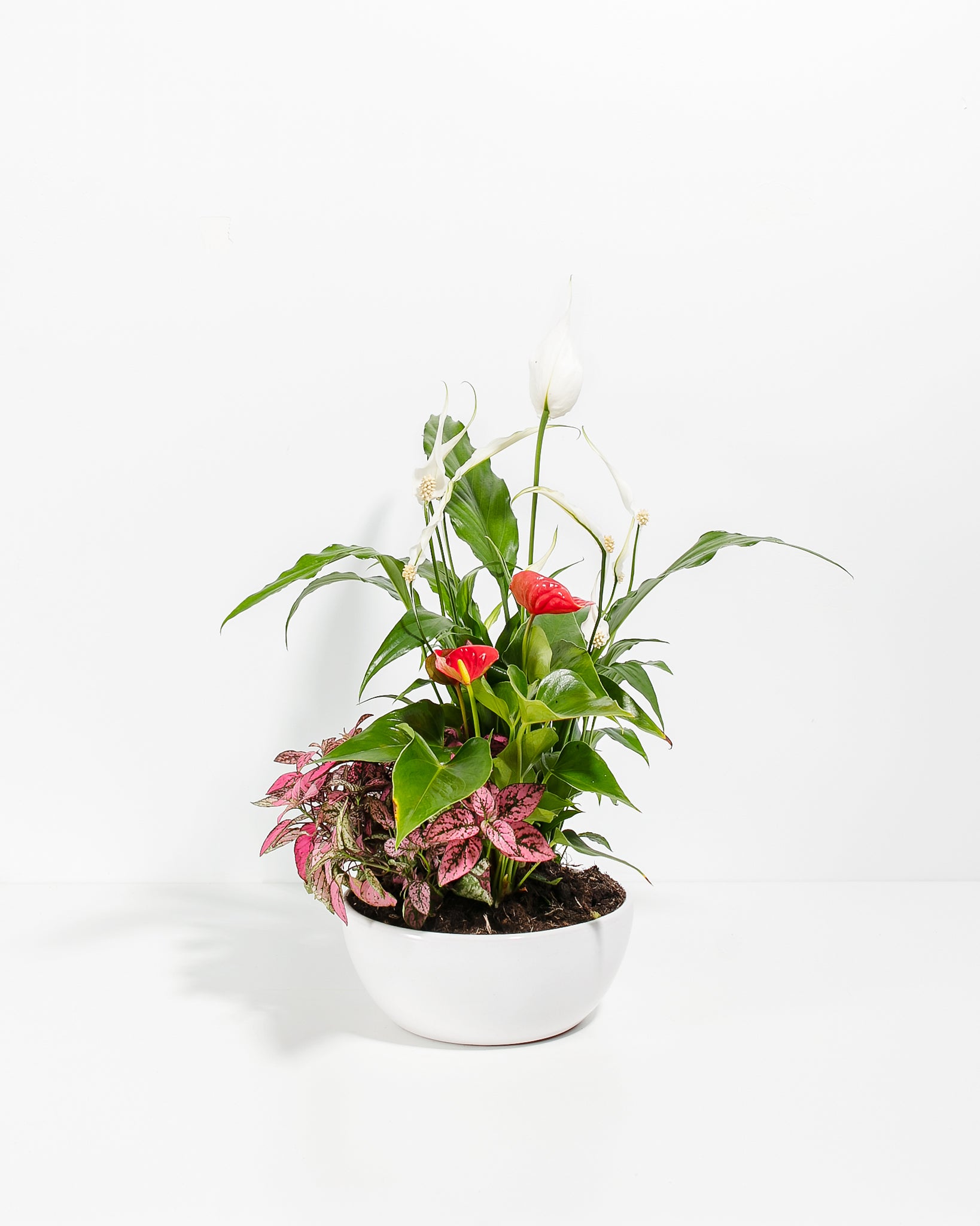 Pl Peace Lily Centerpiece Peace Lily Hypoestes Rose Splash Red Flamingo Flower Centerpiece Ceramic 01