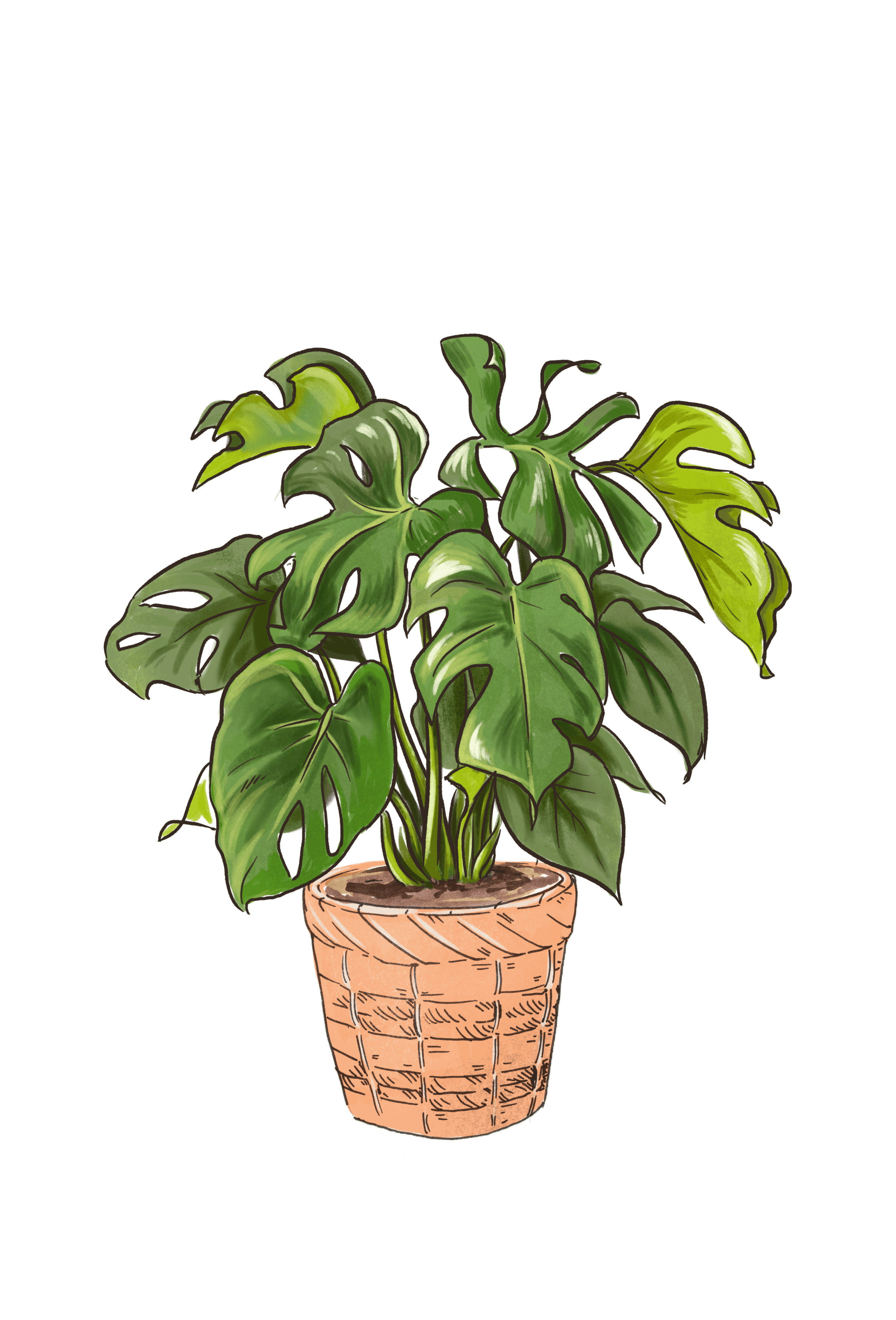SplitLeafPhilodendron 1 2 57e9553f bfac 40ab bddc b4f913c2811d
