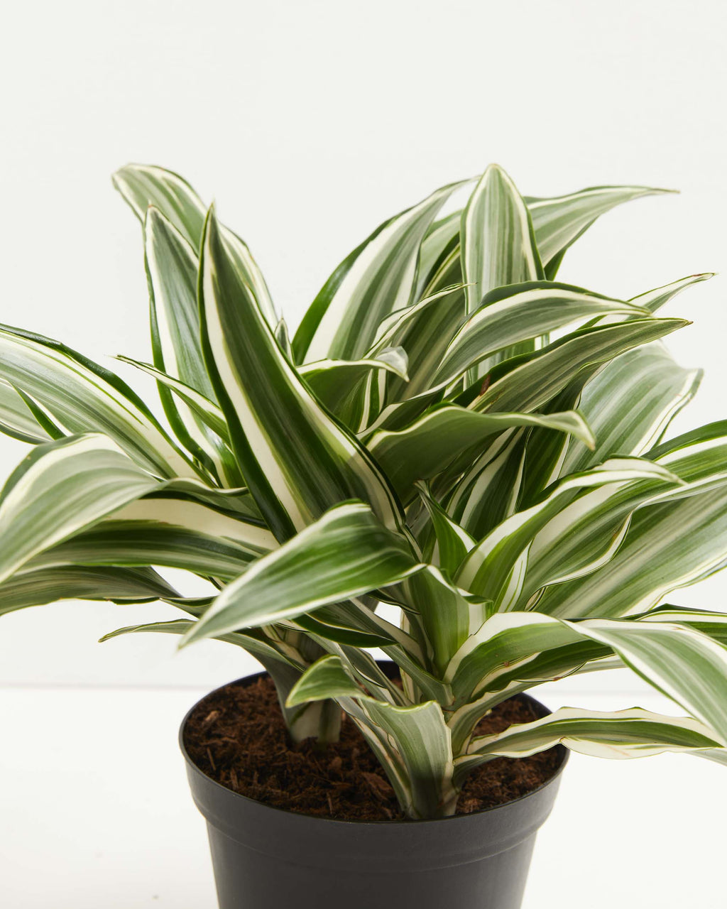 White Stripe Dragon Tree Medium Size Lively Root