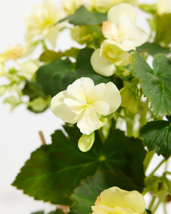 Blooming Superba Double Begonia | Flowering Plants | Lively Root