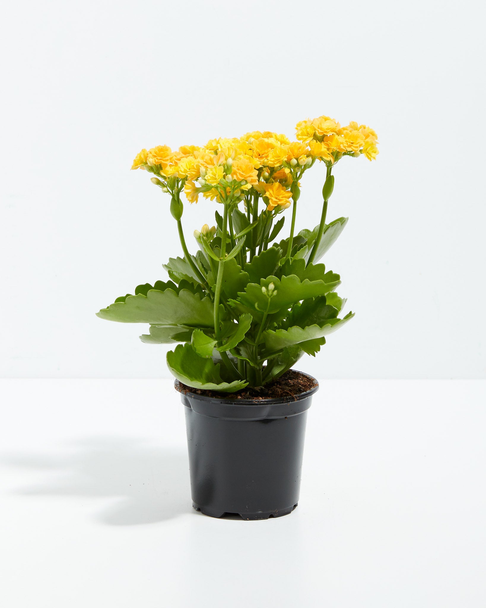 pl Calandiva 4IN po grower