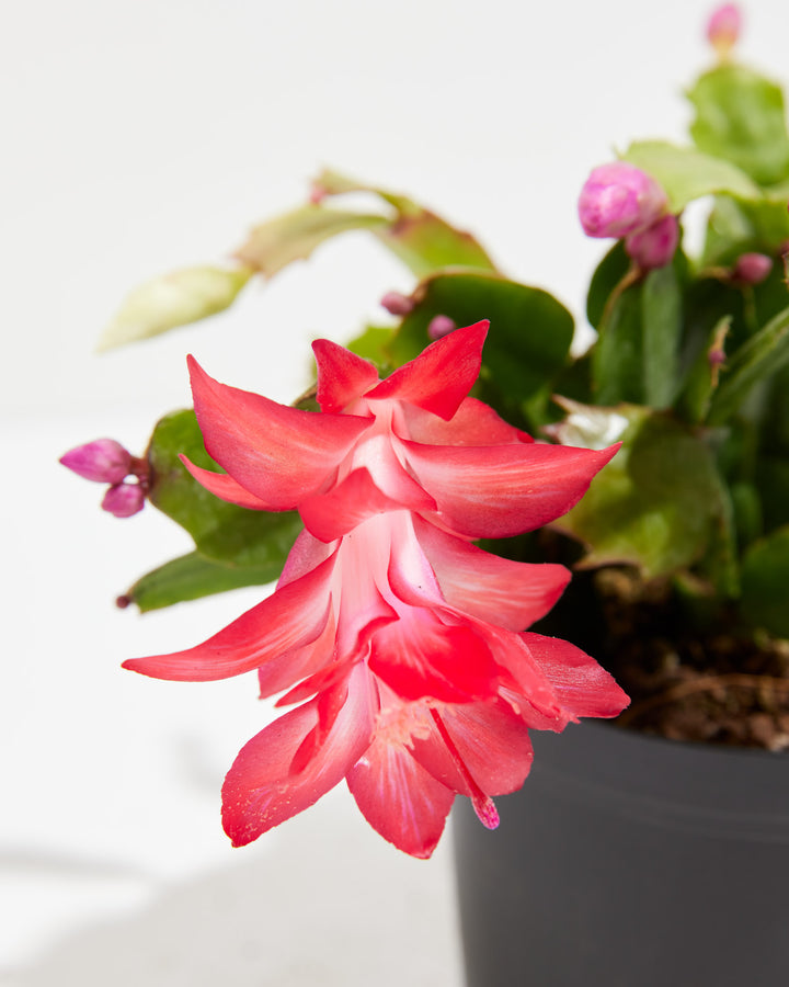 are christmas cactus toxic to cats and dogs