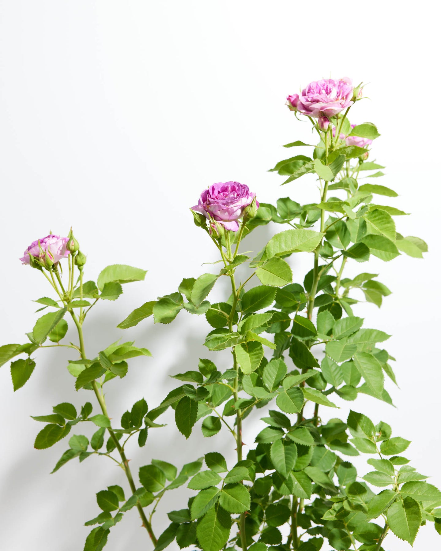 Climbing Lavender Crush Rose Bush | Highly Fragrant | Lively Root