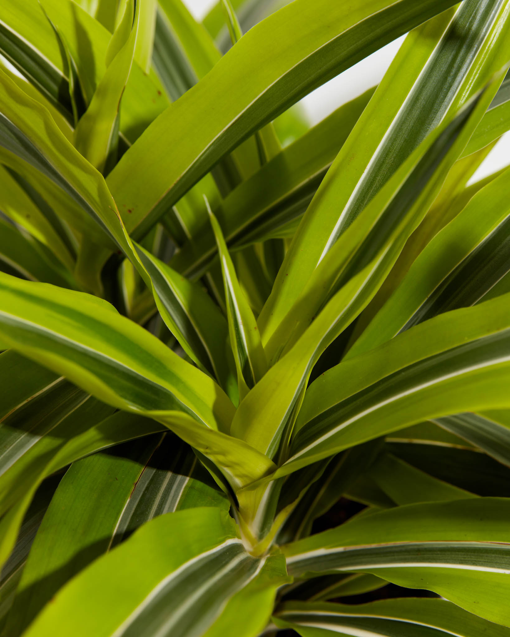 pl DracaenaWarneckiiLemonLime 8IN po grower detail 3