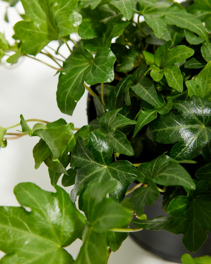 Green English Ivy | Hanging Plants | Lively Root