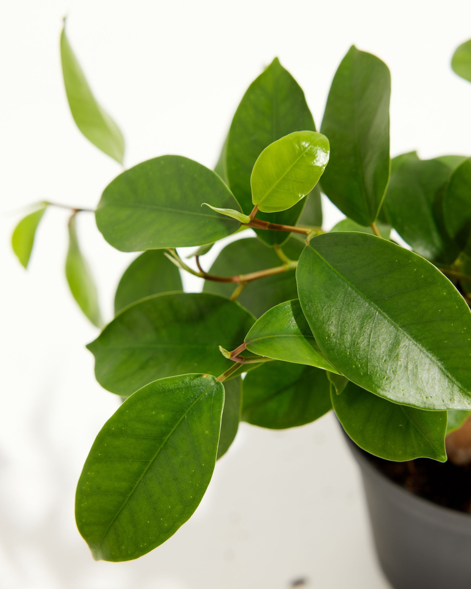 pl FicusBenjaminaMidnightBraid 4IN po grower detail 2