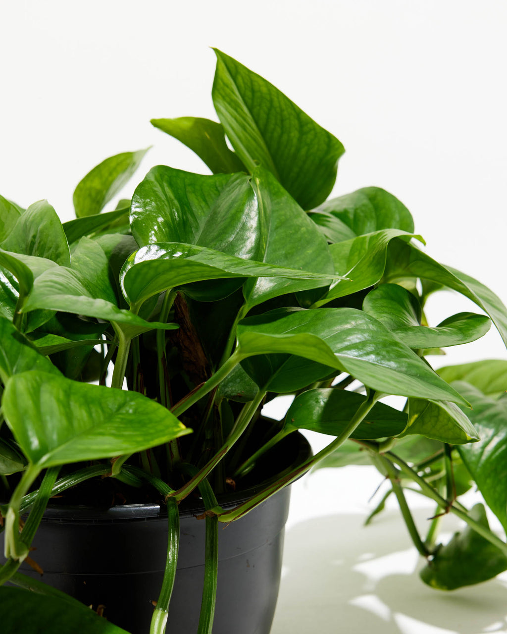 How to Grow and Care for your Golden Pothos